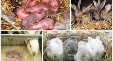 Když králíci začnou otevírat oči a opouštět hnízdo, fáze vývoje